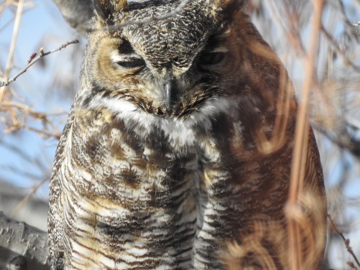 Great Horned Owl - Shane Sater