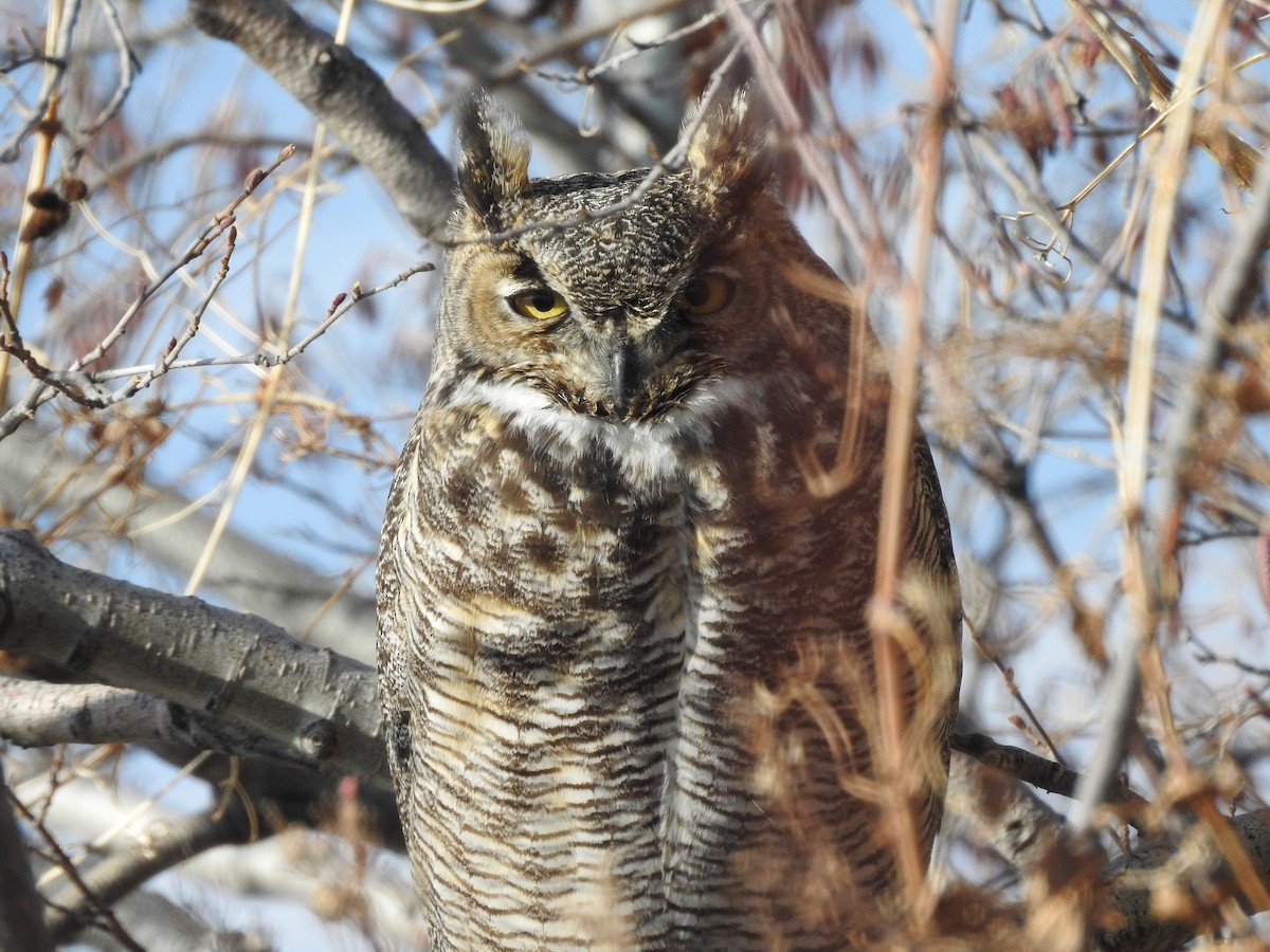 Great Horned Owl - ML77917381