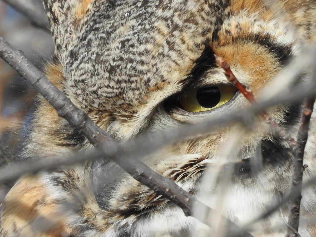 Great Horned Owl - ML77917711