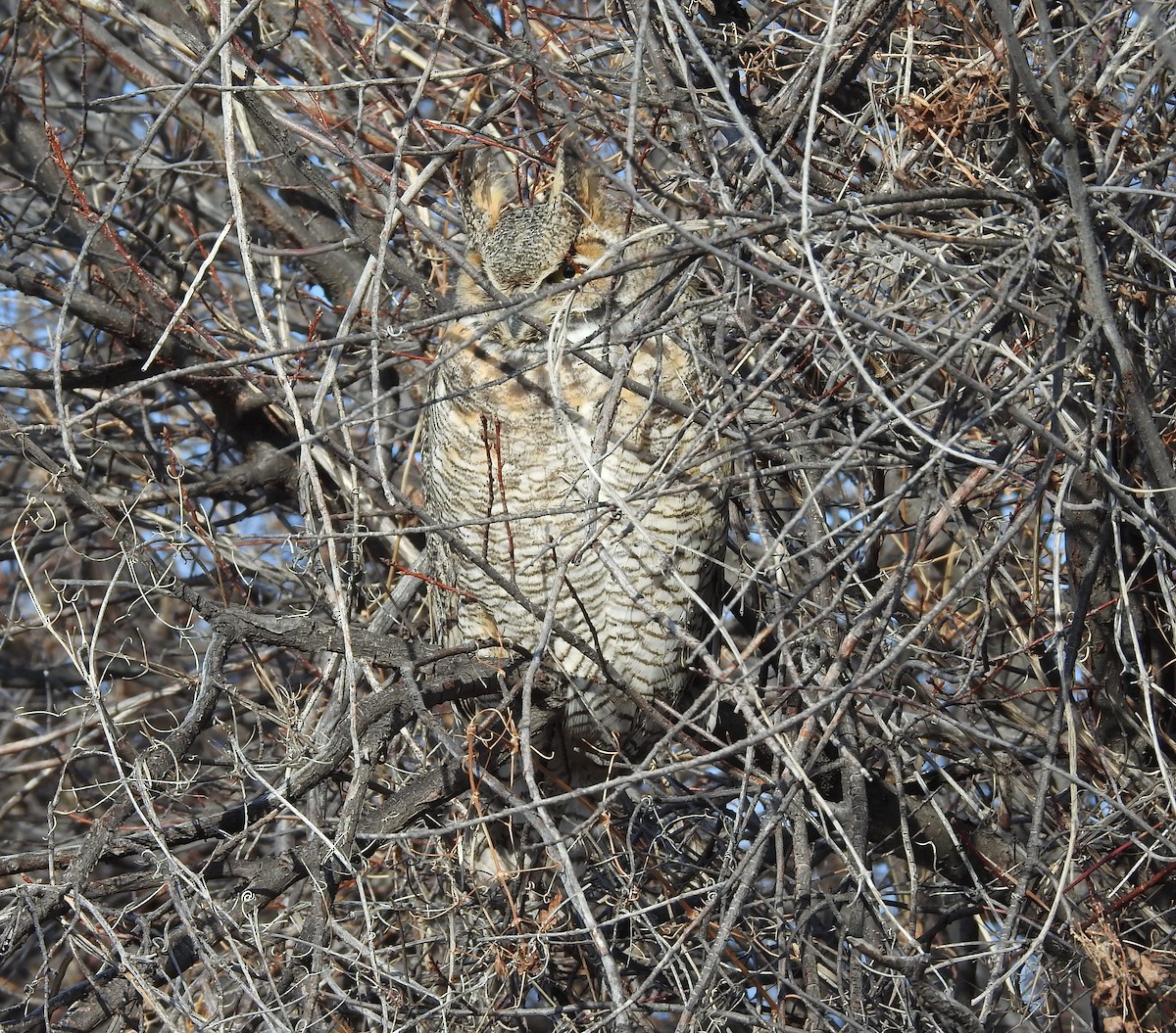 Great Horned Owl - ML77917881