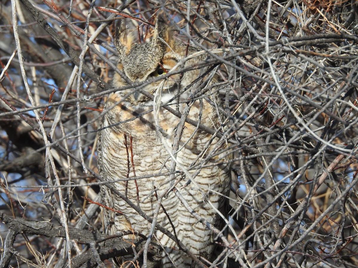 Great Horned Owl - ML77917941