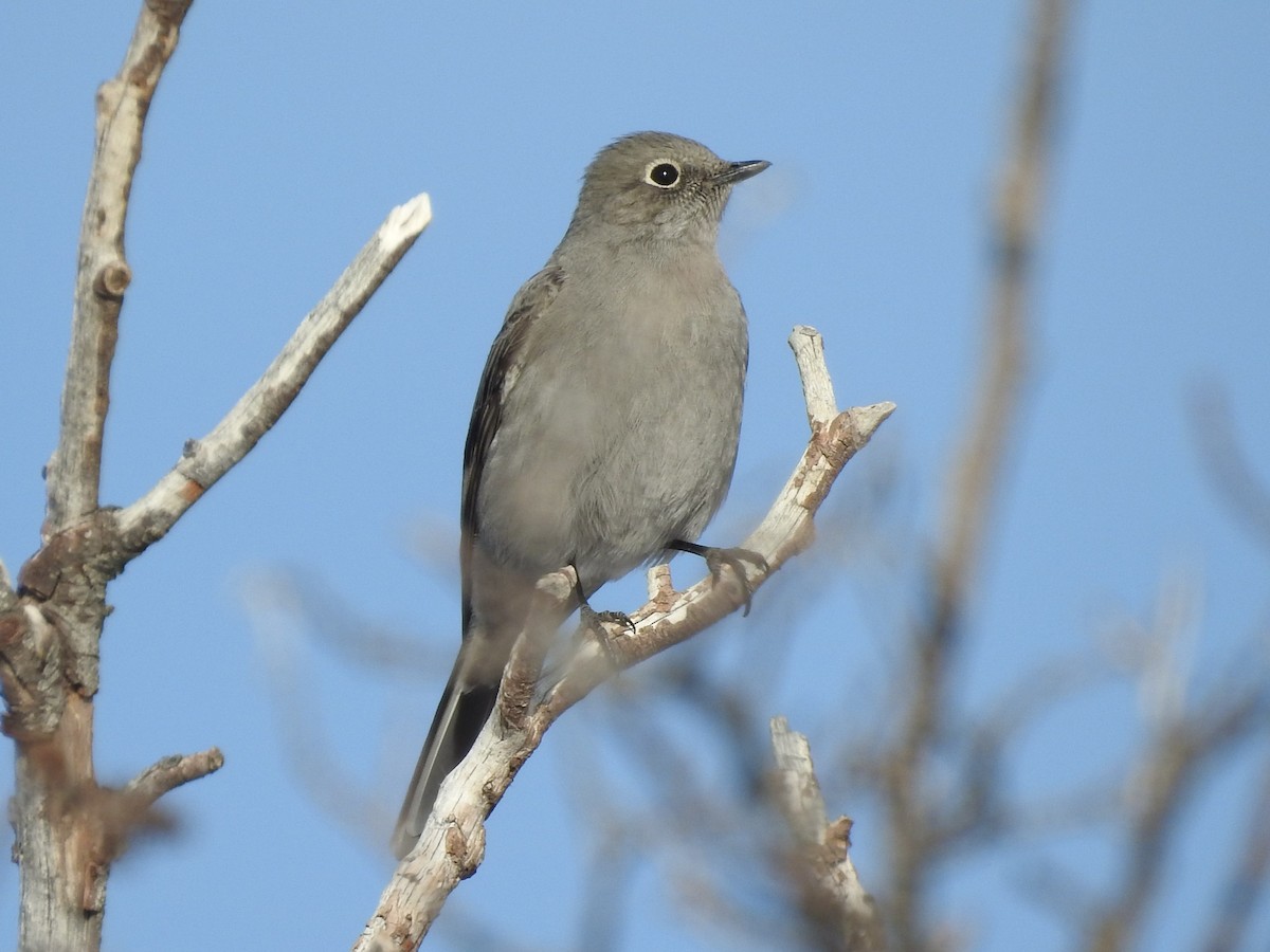 Townsend's Solitaire - ML77918091