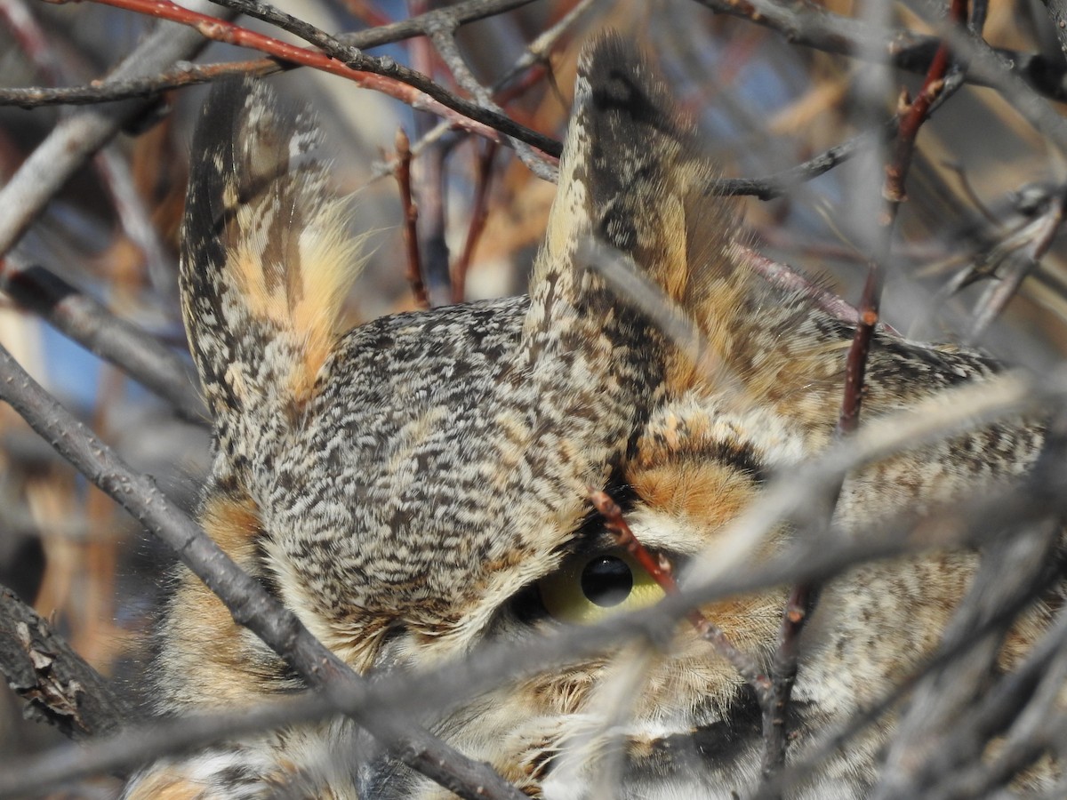Great Horned Owl - ML77918151