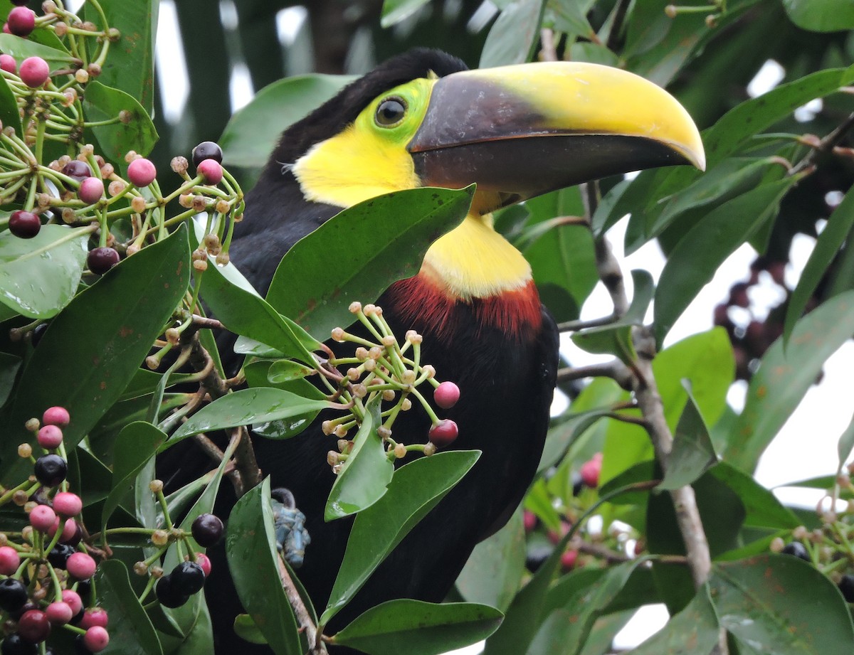 Yellow-throated Toucan (Chestnut-mandibled) - Cole Gaerber