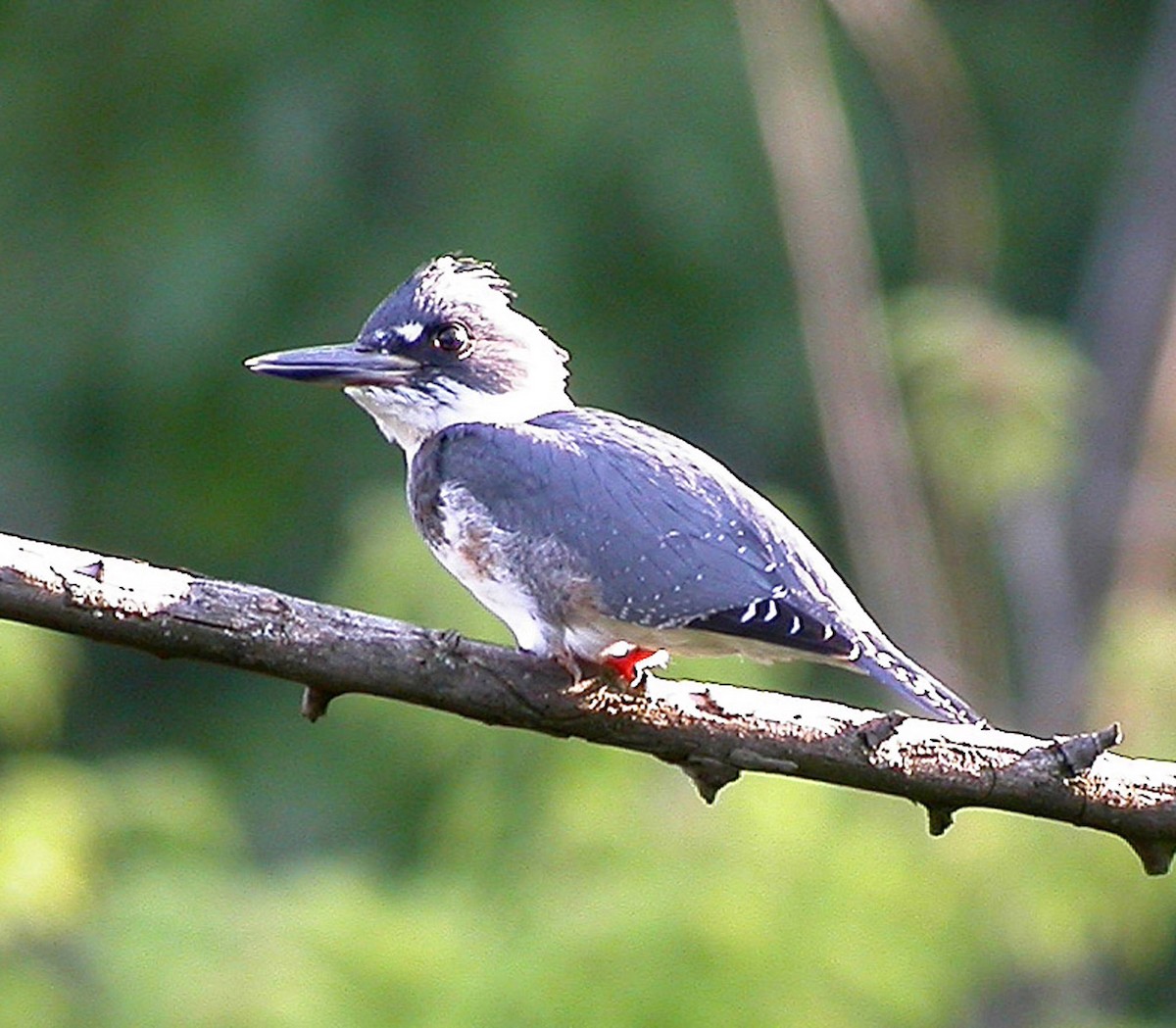 Belted Kingfisher - Jean Iron