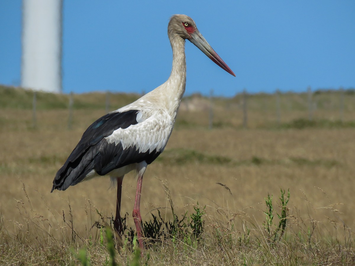 Maguari Stork - Raphael Kurz -  Aves do Sul