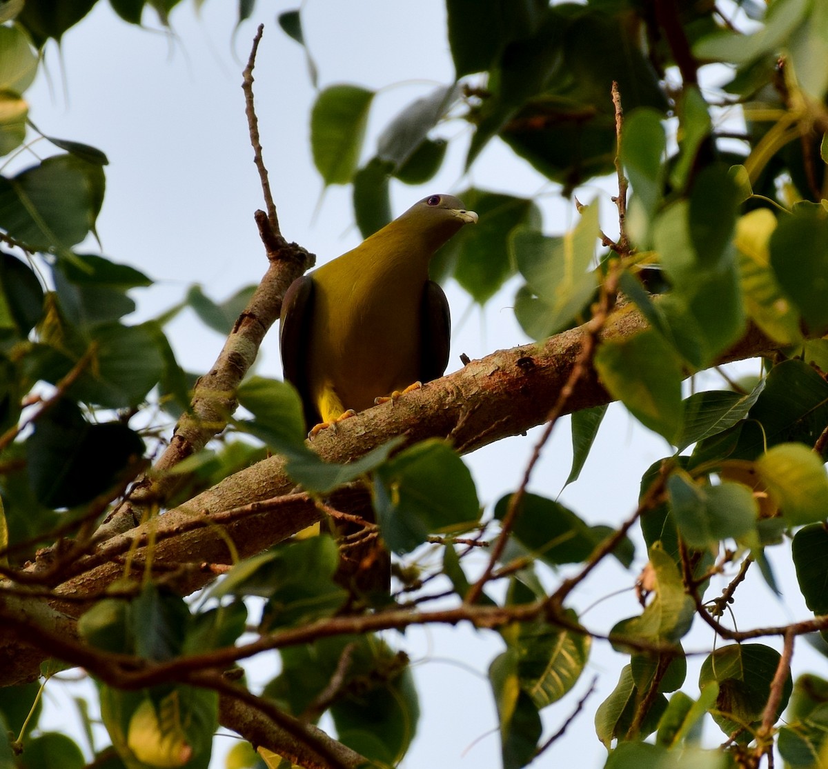Yellow-footed Green-Pigeon - ML77924511