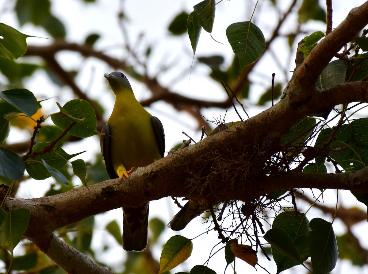 Yellow-footed Green-Pigeon - ML77924541