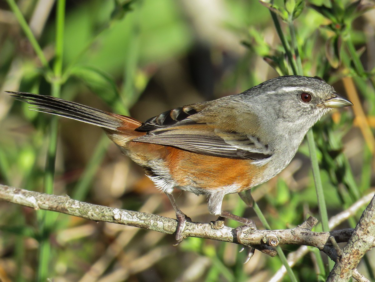 Gray-throated Warbling Finch - Raphael Kurz -  Aves do Sul