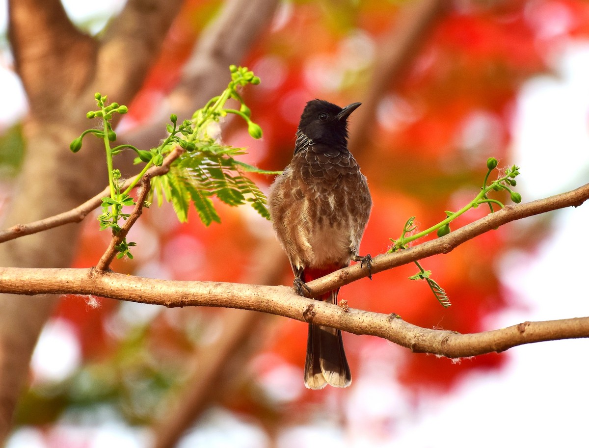 Red-vented Bulbul - ML77925471
