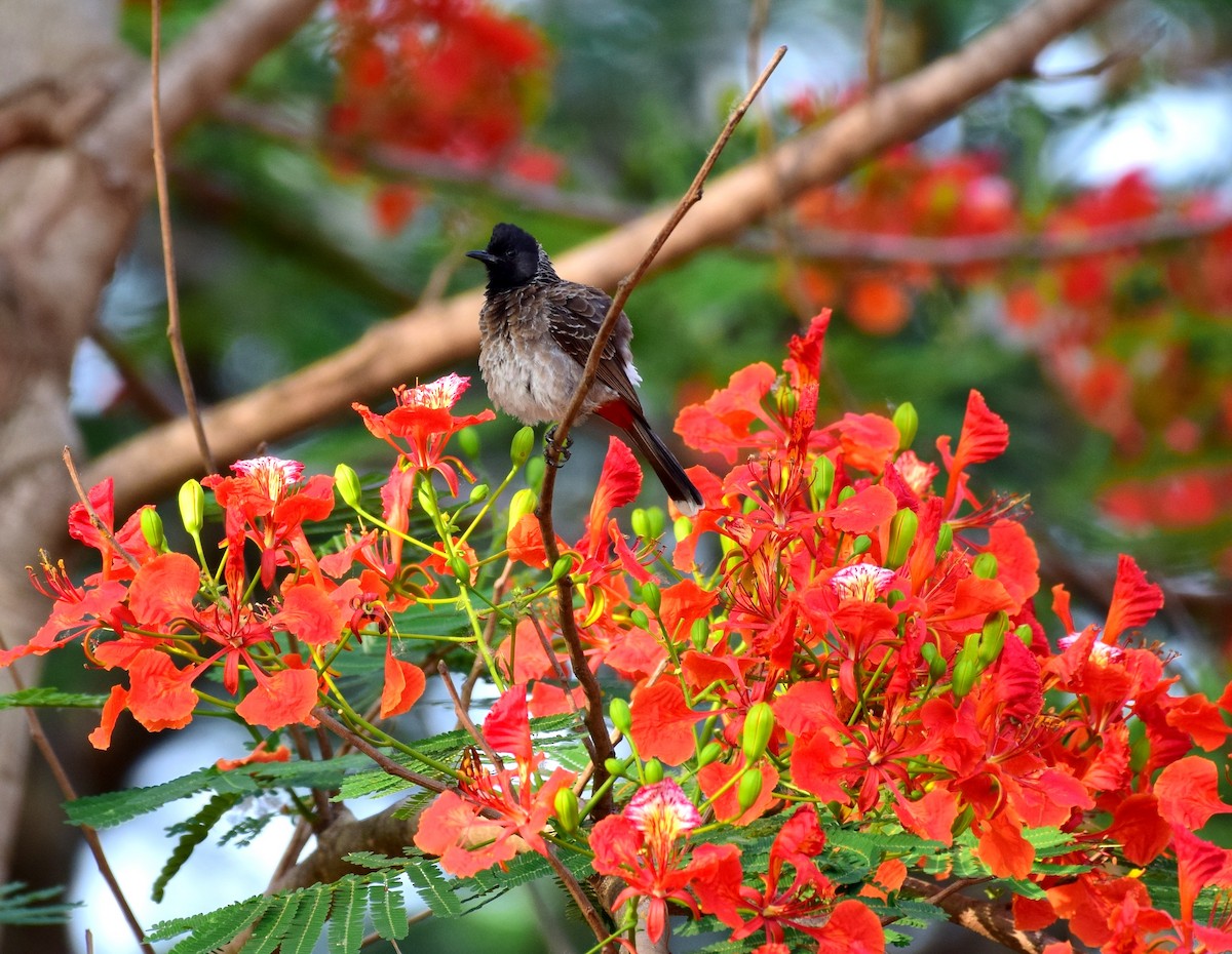 Red-vented Bulbul - ML77925701