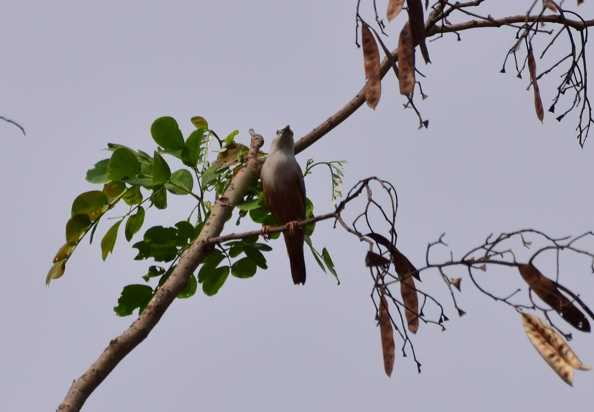 Chestnut-tailed Starling - ML77929771