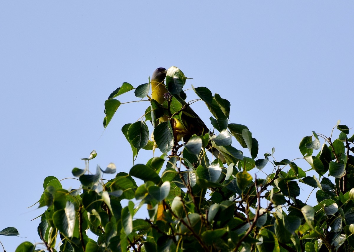 Yellow-footed Green-Pigeon - ML77930501