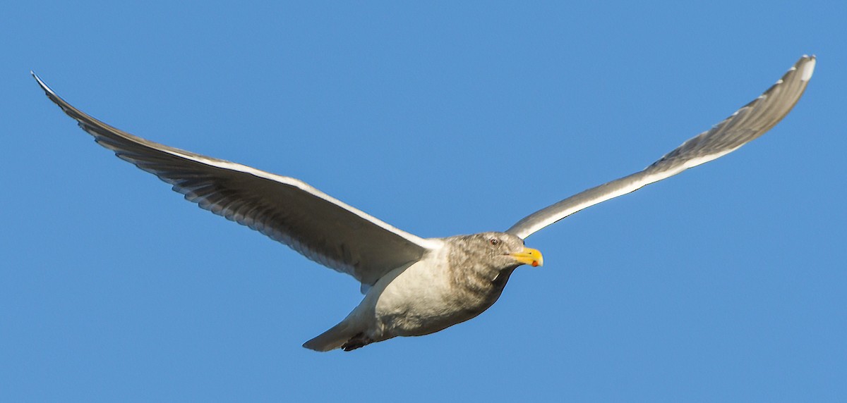 Glaucous-winged Gull - Ken Pitts