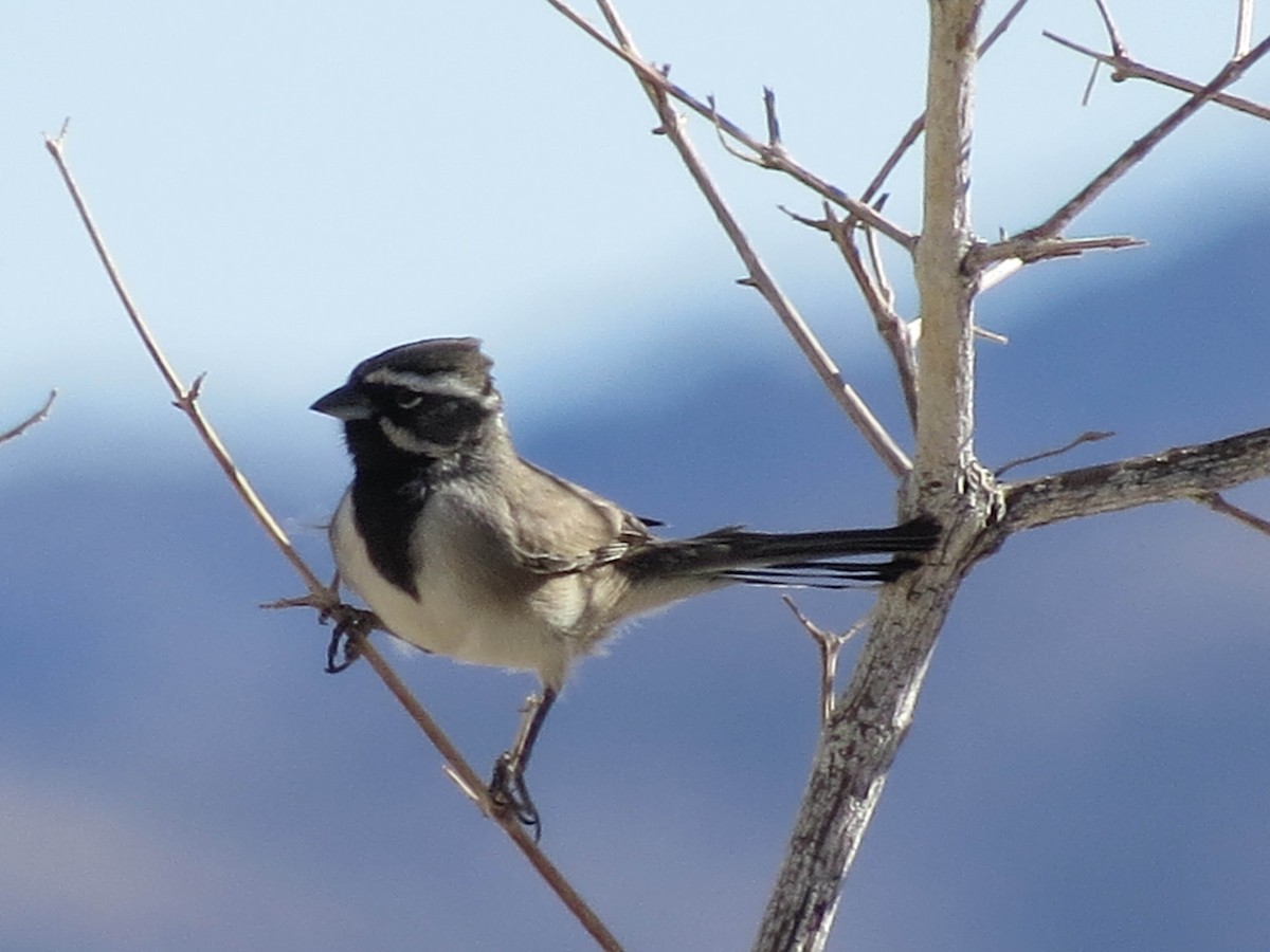 Black-throated Sparrow - ML77932211