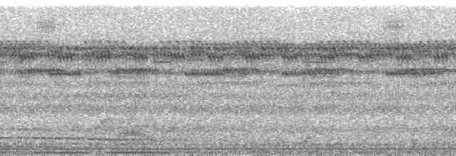 White-tailed Nightjar - ML77936