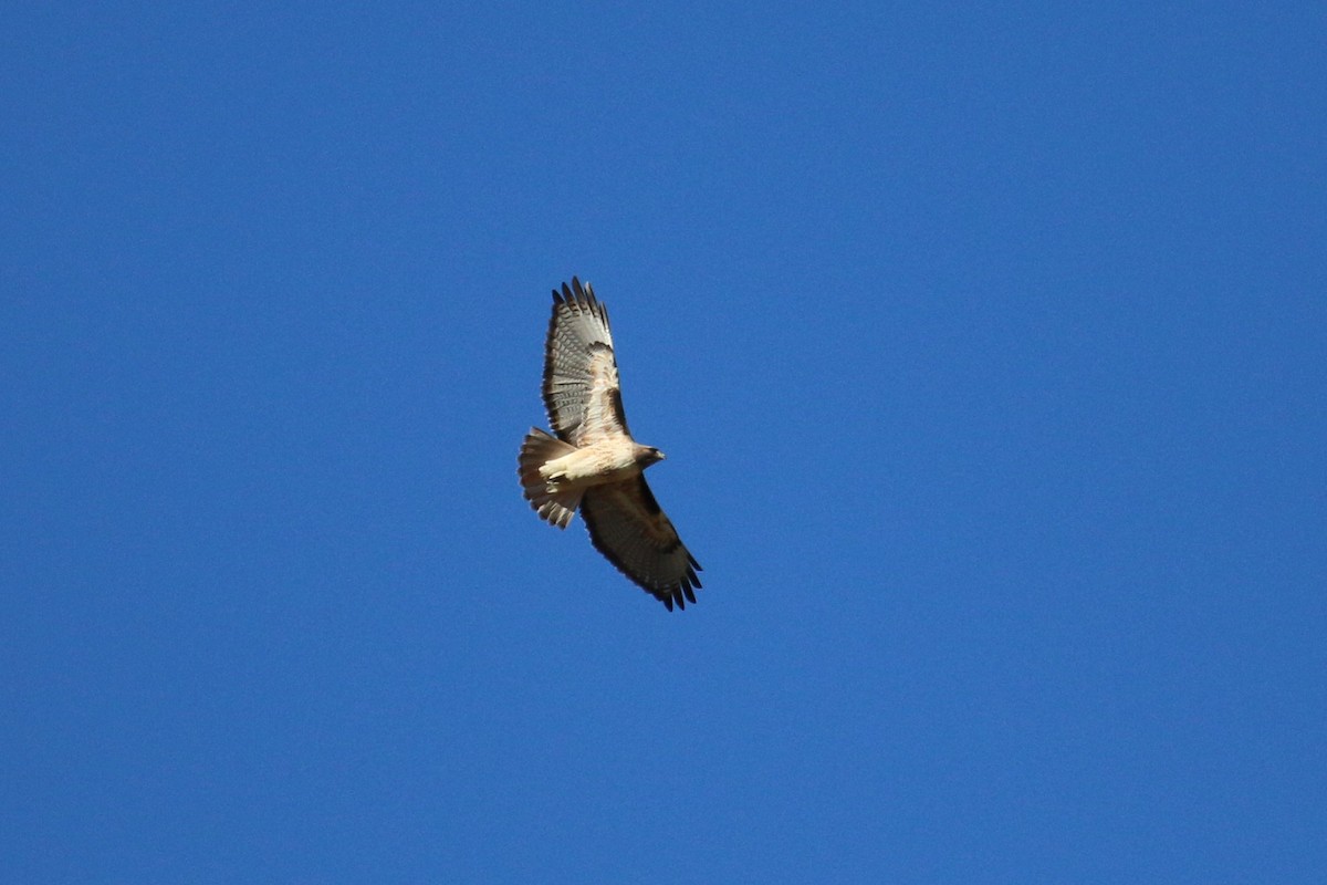 Red-tailed Hawk - ML77937051