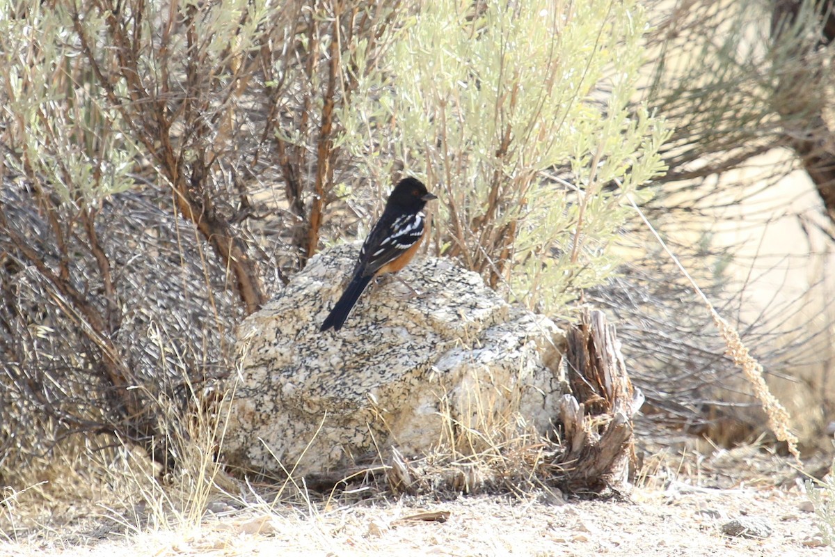 Spotted Towhee - ML77937071