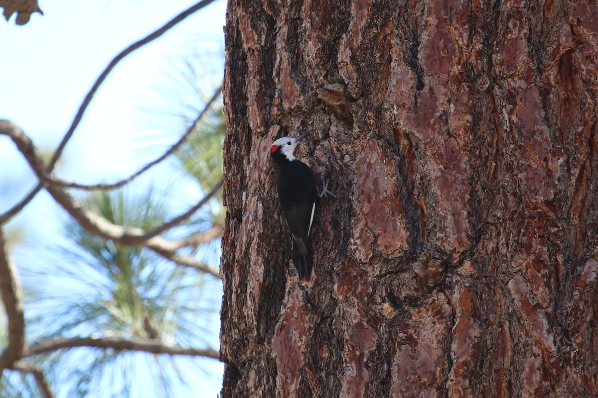 White-headed Woodpecker - ML77937141