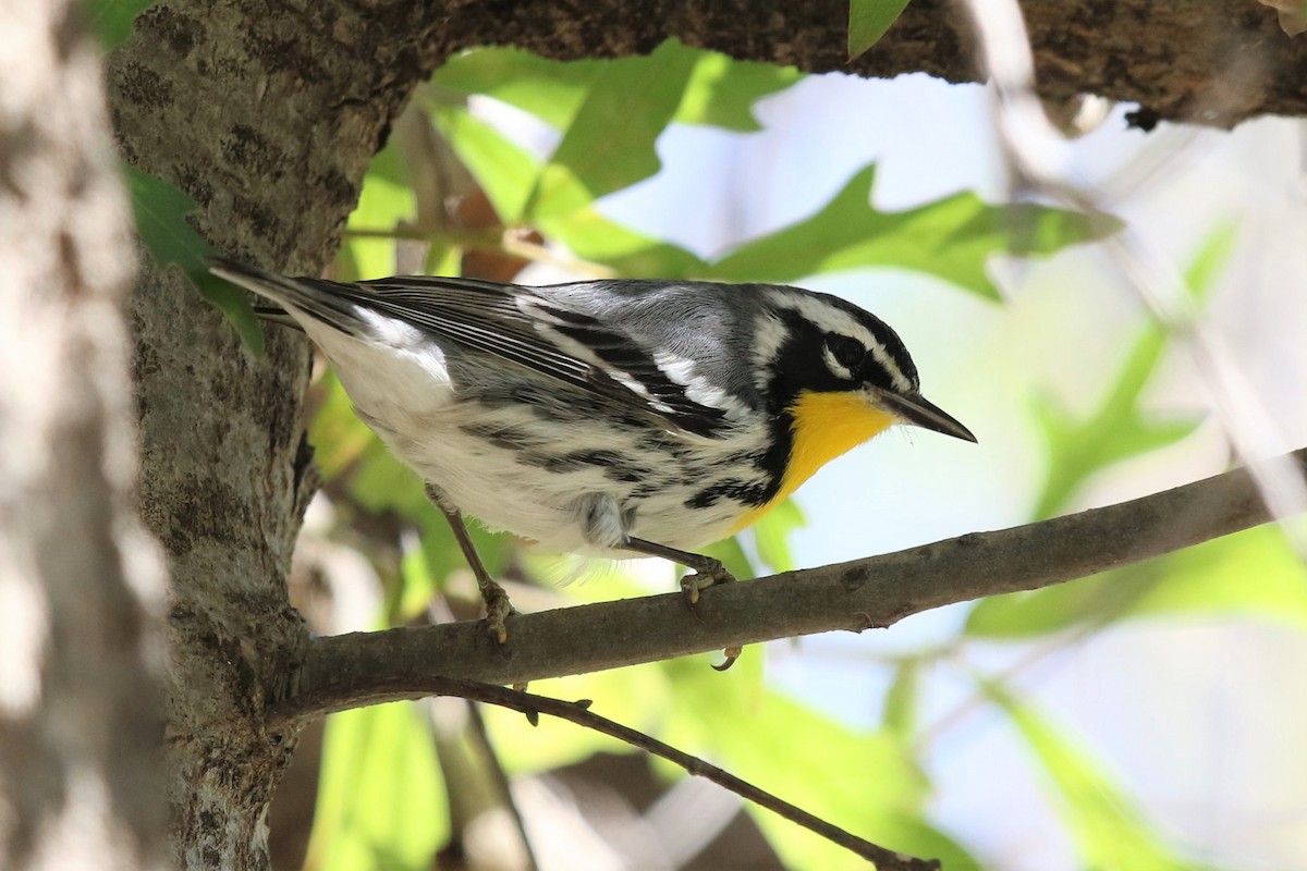 Yellow-throated Warbler - Bob Friedrichs