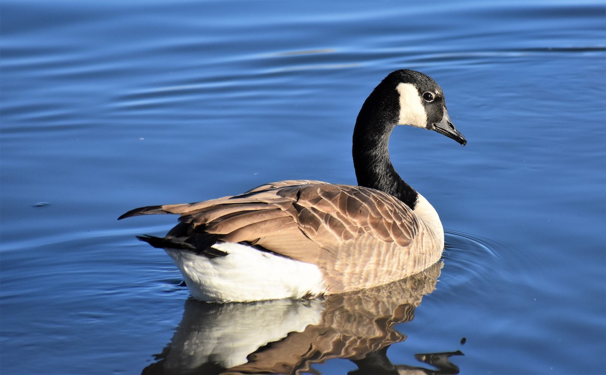 Canada Goose - Cody Russell