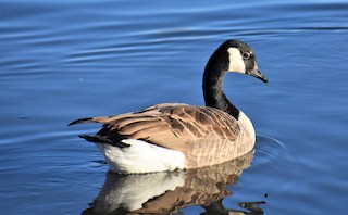 Canada Goose, ML77938401