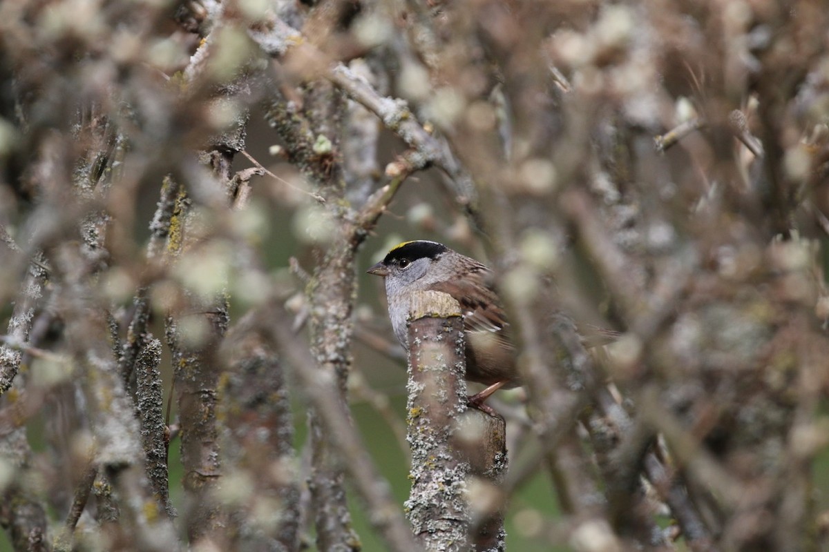Golden-crowned Sparrow - Douglas Faulder