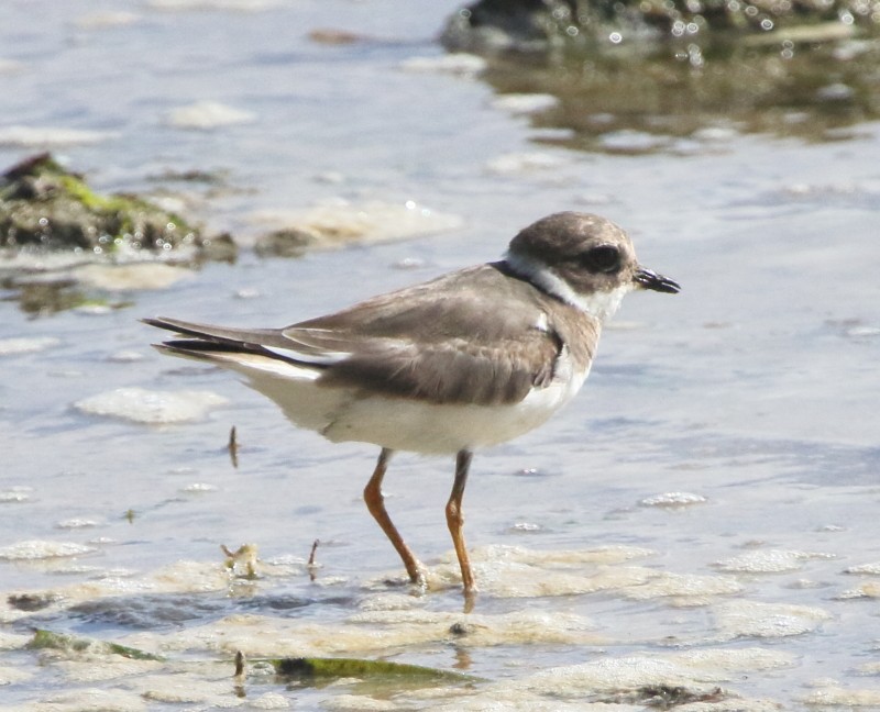 Common Ringed Plover - ML77939371