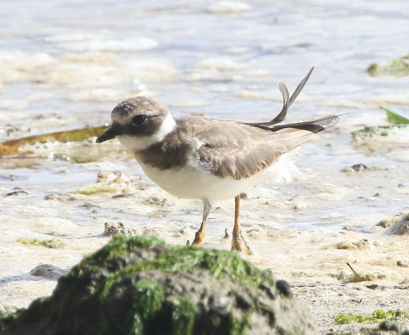 Common Ringed Plover - ML77939381