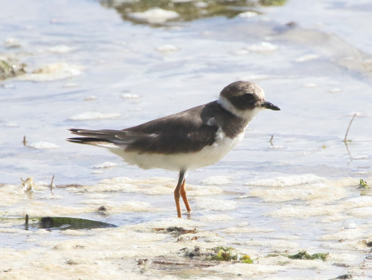 Common Ringed Plover - ML77939391
