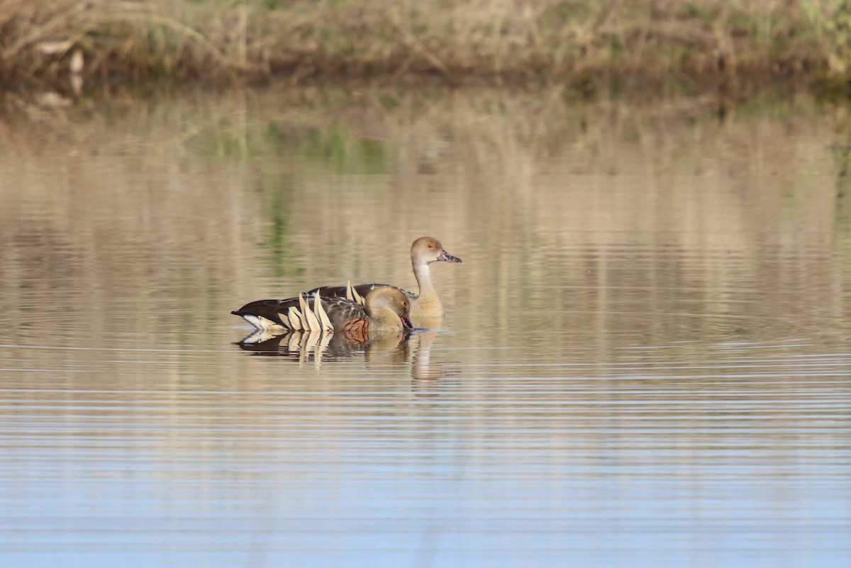 Plumed Whistling-Duck - Donna Nagiello