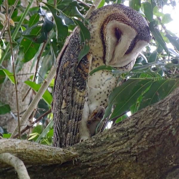 Australian Masked-Owl - Marie Tarrant