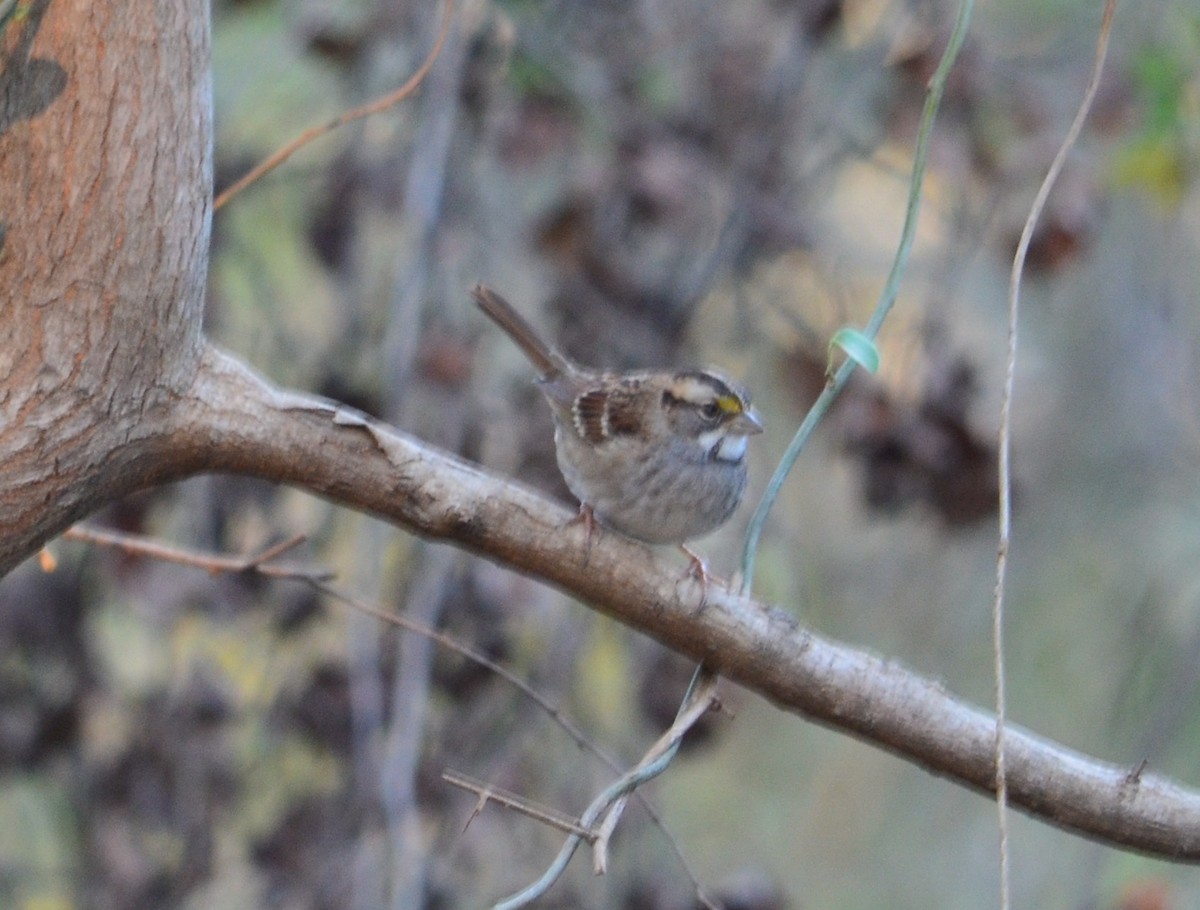 White-throated Sparrow - ML77946281