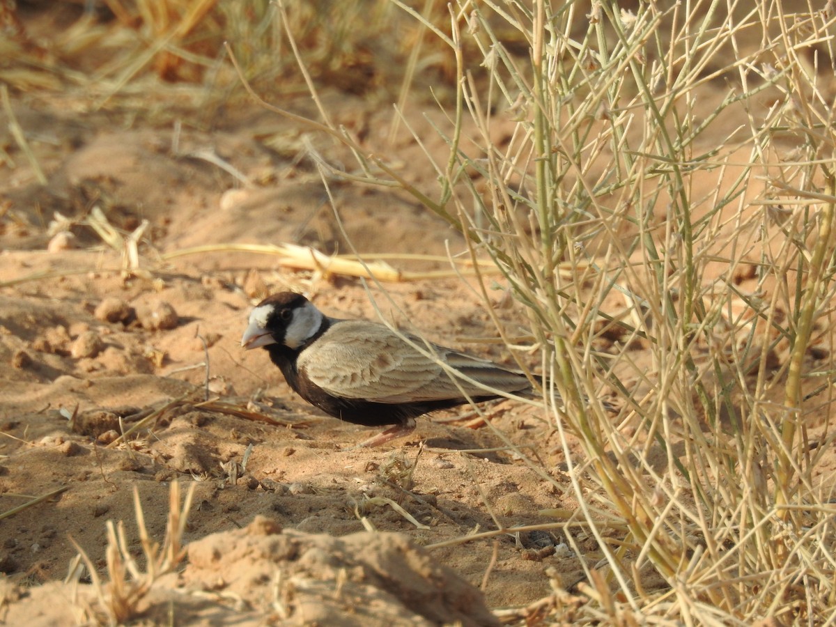 Black-crowned Sparrow-Lark - Partap Kataria