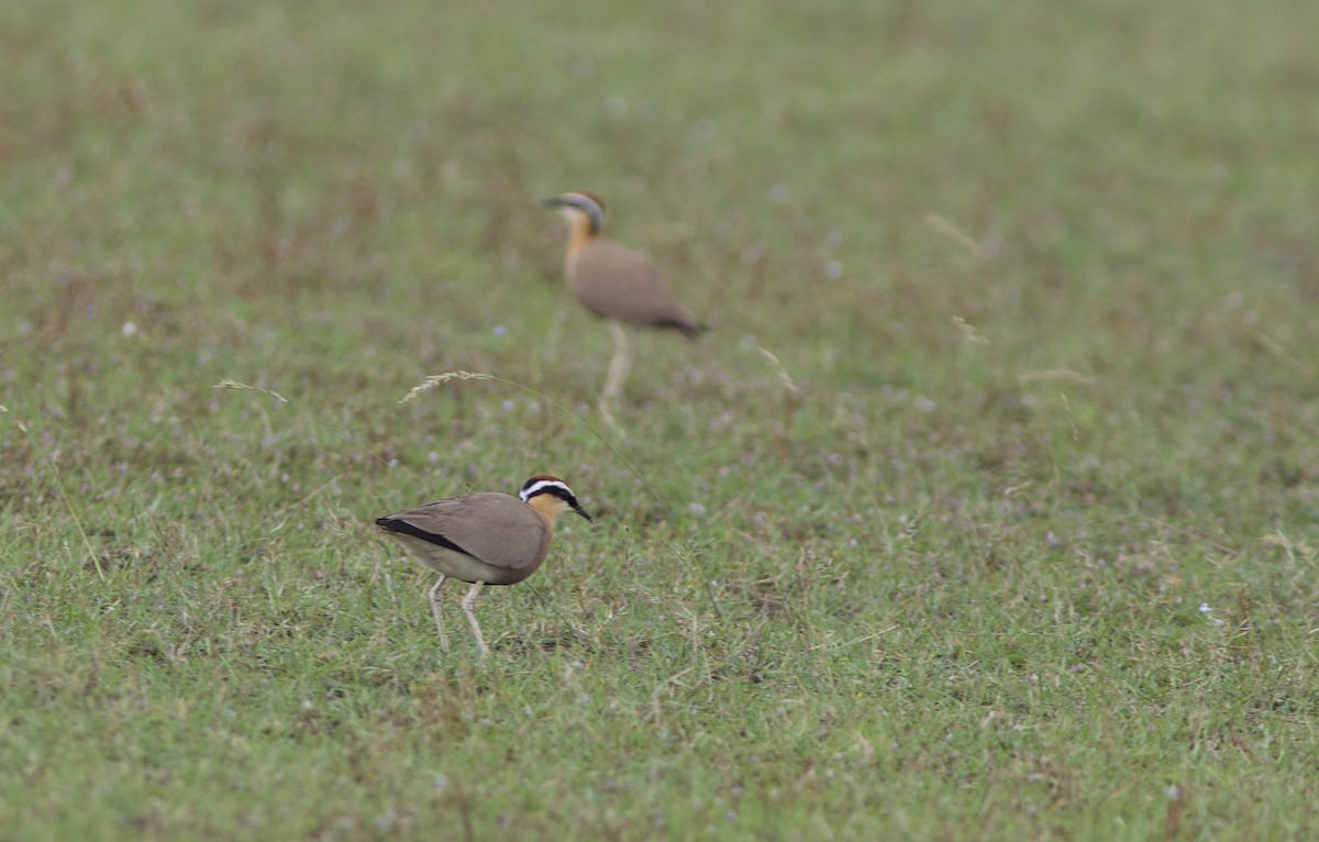 Indian Courser - ML77949401