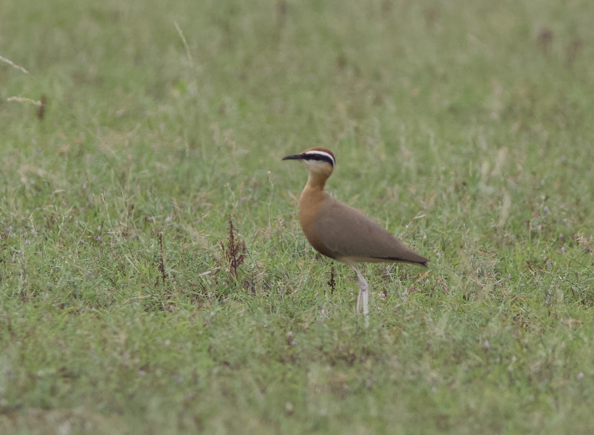 Indian Courser - ML77949411