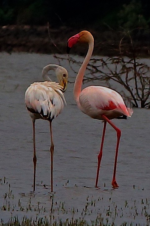 Greater Flamingo - jaya samkutty
