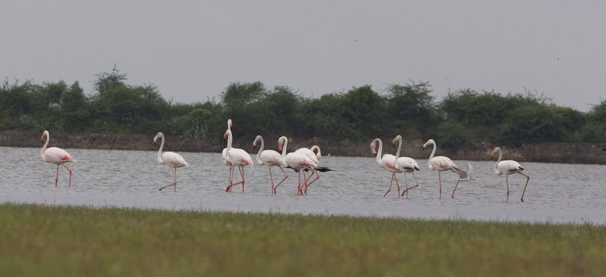 Greater Flamingo - jaya samkutty