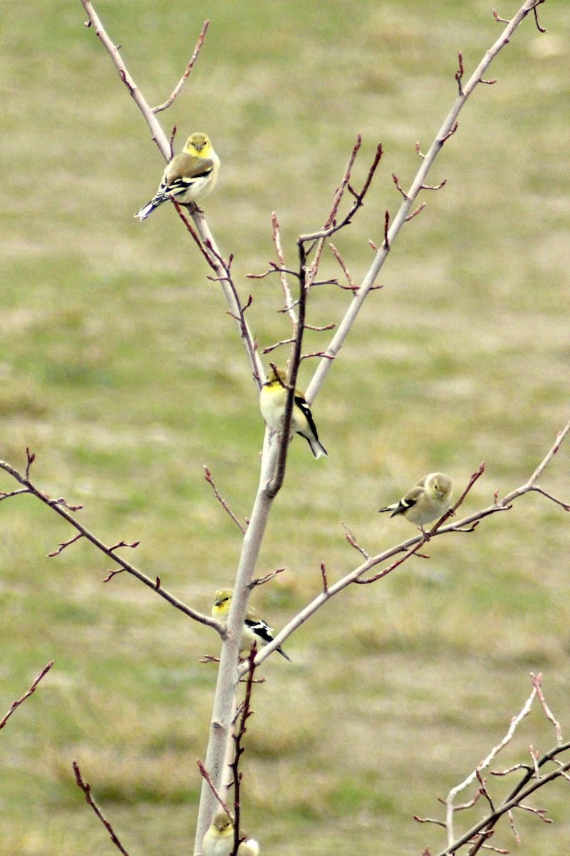 American Goldfinch - Tina Penny