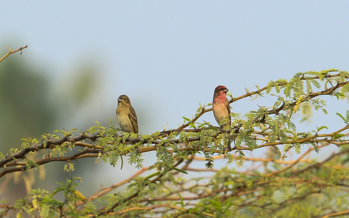 Common Rosefinch - Gaurang Bagda