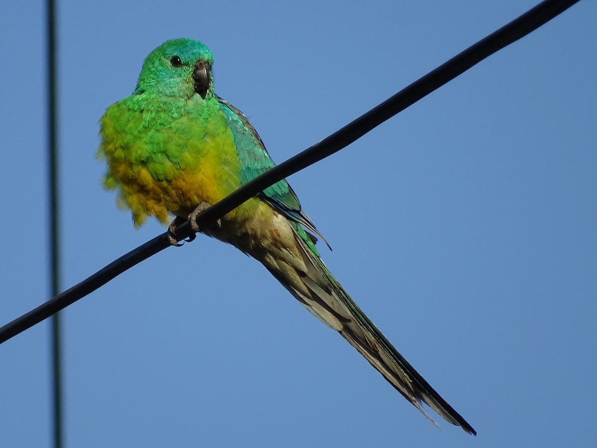 Red-rumped Parrot - Richard Murray