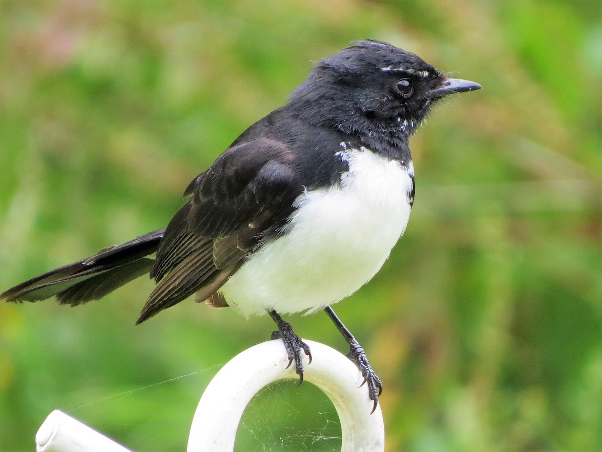 Willie-wagtail - B C