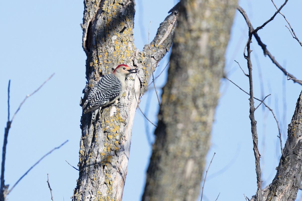 Red-bellied Woodpecker - Eric Stanger