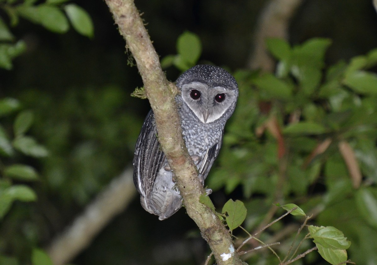 Sooty Owl (Lesser) - Bruce Wedderburn