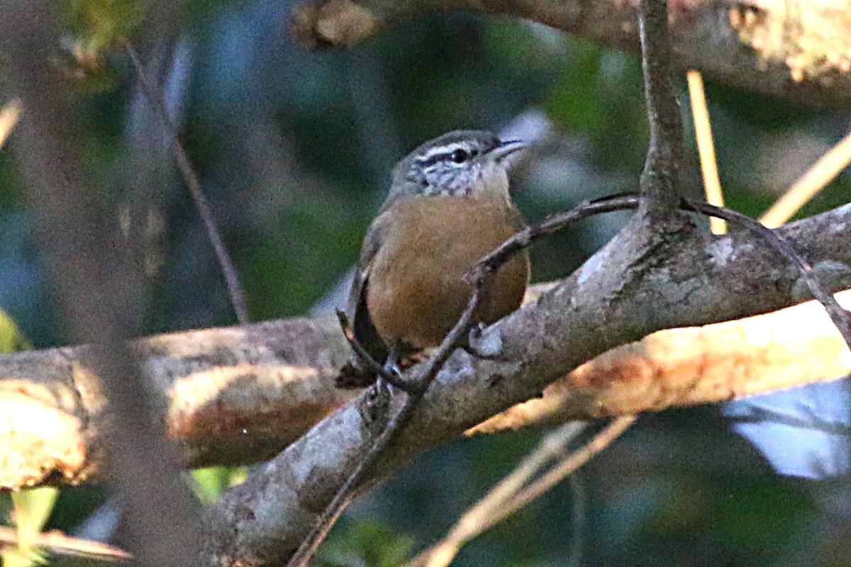 Fawn-breasted Wren - Leith Woodall