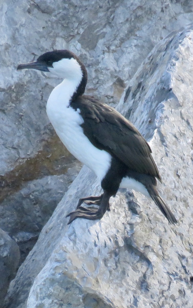Black-faced Cormorant - ML77955781