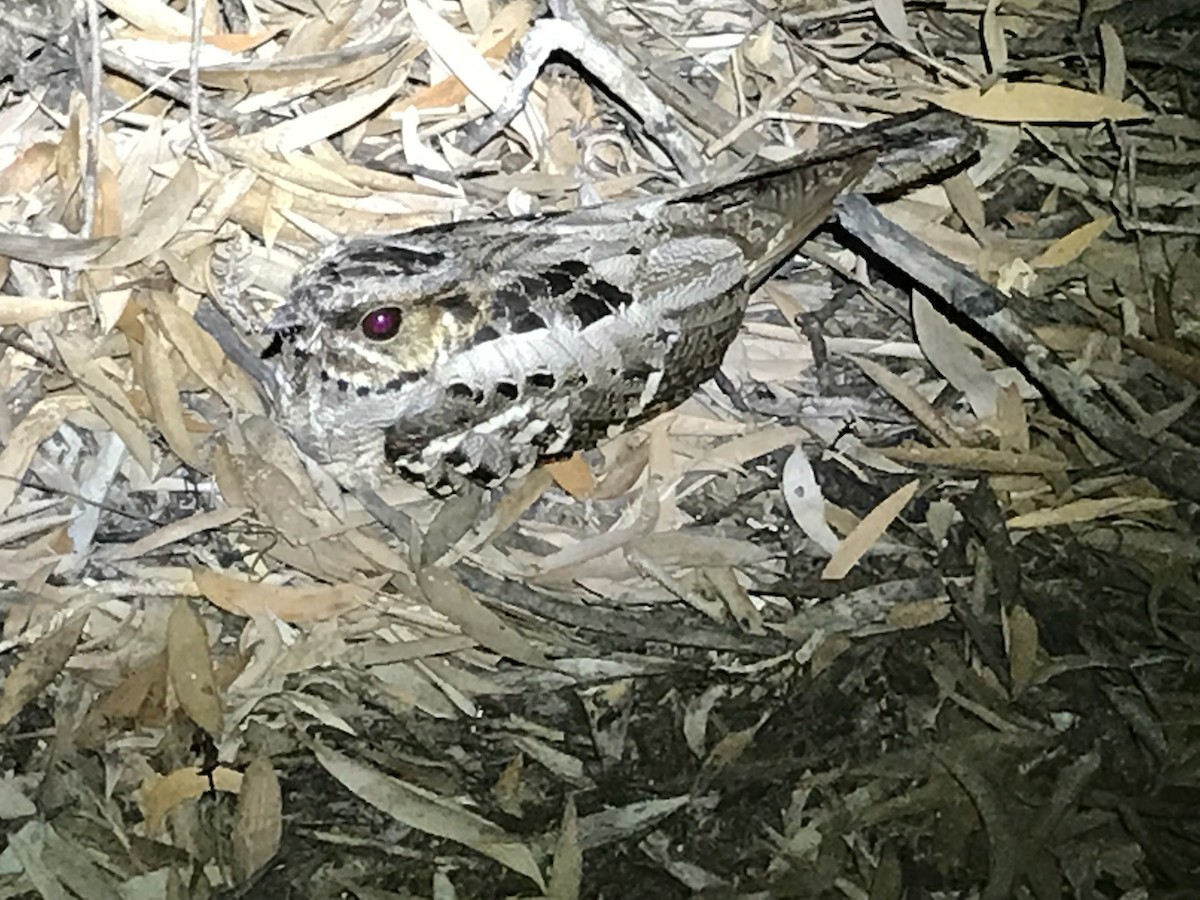 Large-tailed Nightjar - Ben Hoffmann
