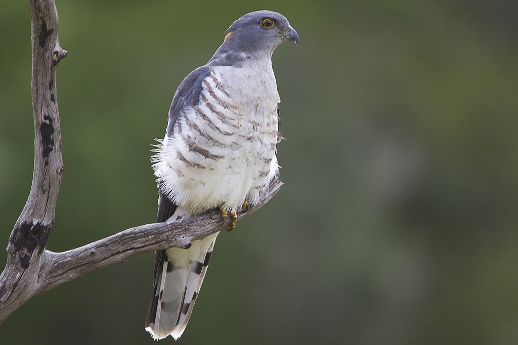 African Cuckoo-Hawk - Piet Grasmaijer