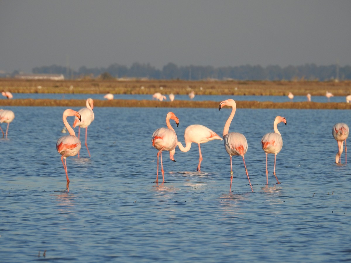 Greater Flamingo - ML77958891