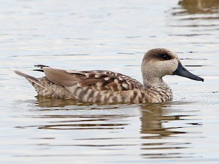  - Marbled Duck